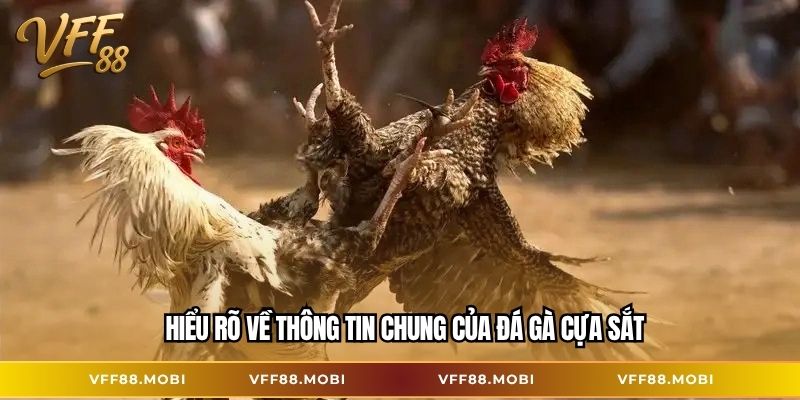 Hiểu rõ về thông tin chung của đá gà cựa sắt