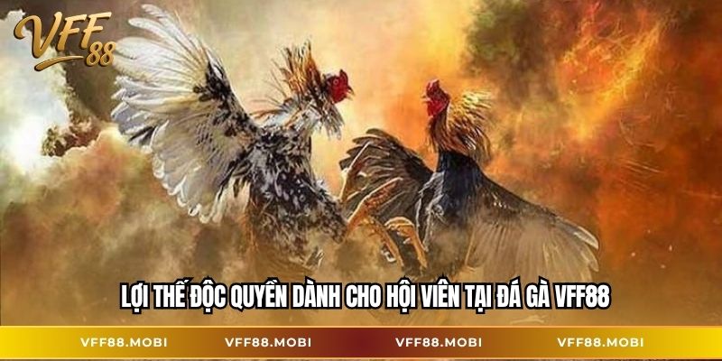 Lợi thế độc quyền dành cho hội viên tại đá gà VFF88